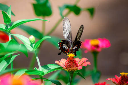 Butterfly and bright summer flowersの写真素材