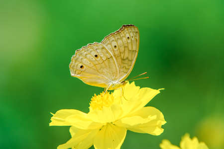 Butterfly and bright summer flowersの写真素材