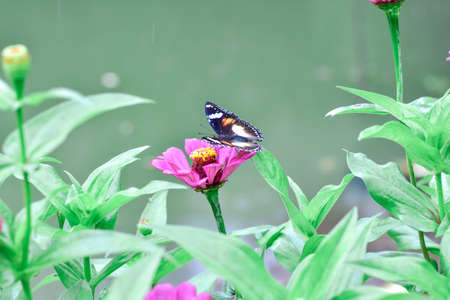 Butterfly and bright summer flowersの写真素材