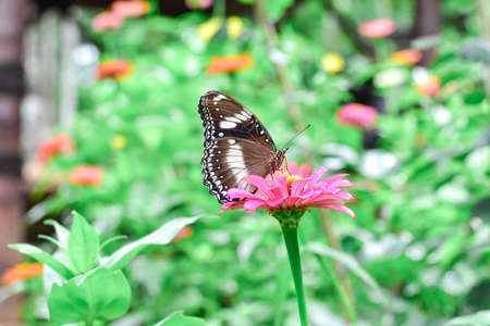 Butterfly and bright summer flowers
