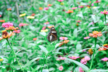 Butterfly and bright summer flowersの写真素材