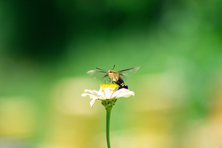 Butterfly and bright summer flowersの写真素材