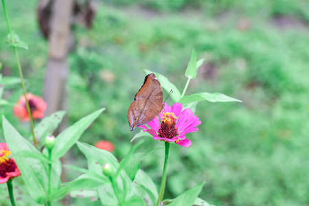 Butterfly and bright summer flowers