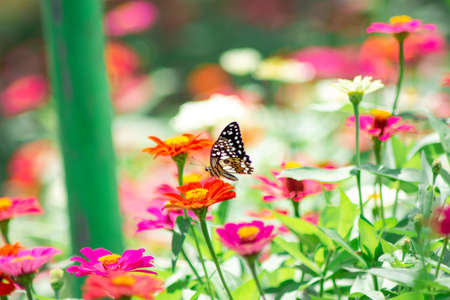 Butterfly and bright summer flowersの写真素材