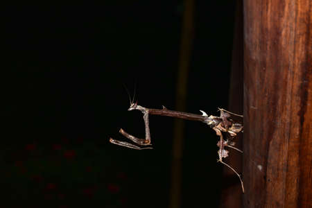 Butterfly and bright summer flowersの写真素材