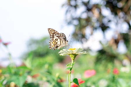 Butterfly and bright summer flowersの写真素材