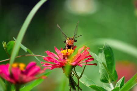 Butterfly and bright summer flowersの写真素材