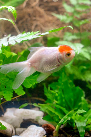 Goldfish in aquarium with green plants