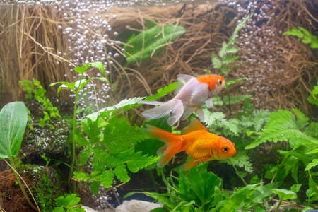 Goldfish in aquarium with green plantsの写真素材
