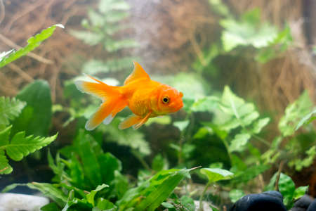 Goldfish in aquarium with green plantsの写真素材