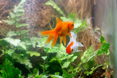 Goldfish in aquarium with green plantsの写真素材