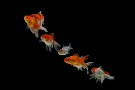 Goldfish in aquarium with green plantsの写真素材