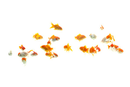 Butterfly koi fishの写真素材