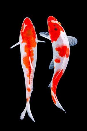 Goldfish in aquarium with green plantsの写真素材