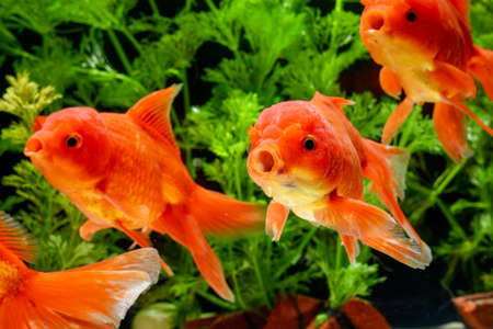 Goldfish in aquarium with green plantsの写真素材