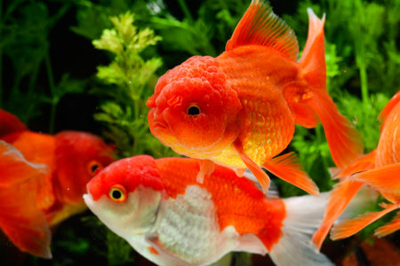 Goldfish in aquarium with green plantsの写真素材