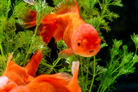 Goldfish in aquarium with green plantsの写真素材