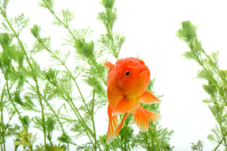 Goldfish in aquarium with green plantsの写真素材
