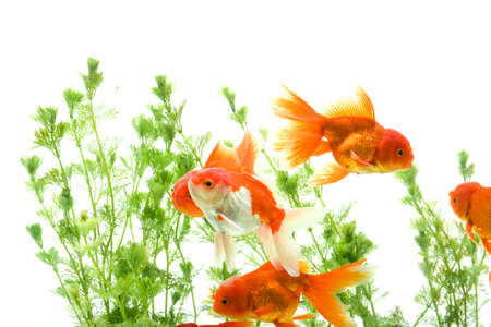 Goldfish in aquarium with green plantsの写真素材