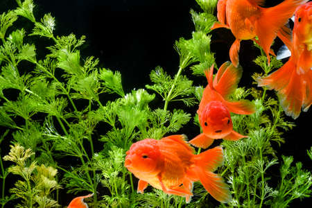 Goldfish in aquarium with green plantsの写真素材