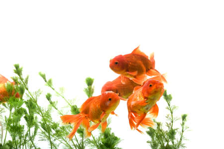 Goldfish in aquarium with green plantsの写真素材