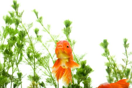 Goldfish in aquarium with green plantsの写真素材