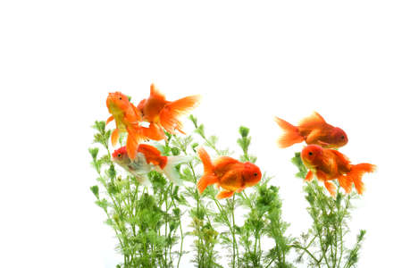 Goldfish in aquarium with green plantsの写真素材