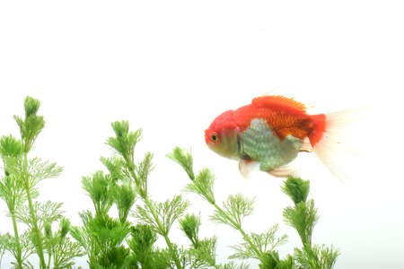 Goldfish in aquarium with green plantsの写真素材
