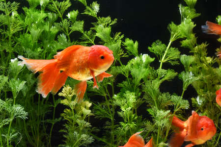 Goldfish in aquarium with green plantsの写真素材