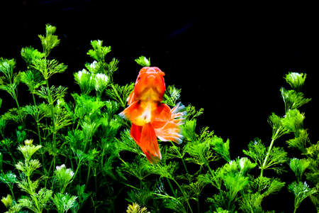 Goldfish in aquarium with green plantsの写真素材