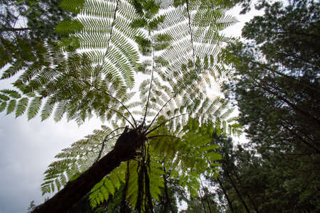 Monkey tail fern in rainforestの写真素材
