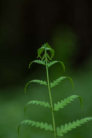 Tropical Tree Fernの写真素材