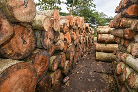 Sengon (Albizia chinensis)