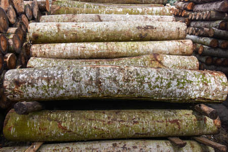 Sengon (Albizia chinensis)の写真素材