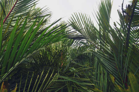 Abstract summer background with tropical palm tree leavesの写真素材