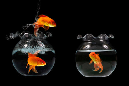 Gold fish jumpingの写真素材