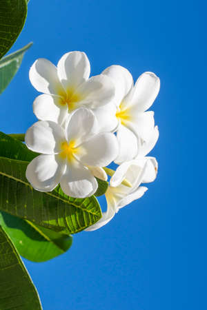 Bunch of yellow Frangipani Flowers and Blue Skyの写真素材