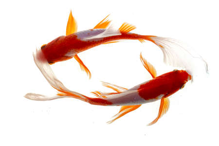 Kohaku koi fishの写真素材