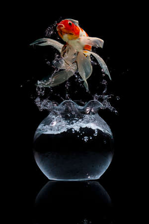 Koi fish Shiro Koi fish Black backgroundの写真素材