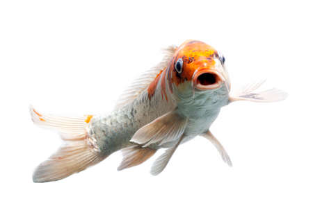 Koi fish Shiro Utsuri Koi fish white backgroundの写真素材