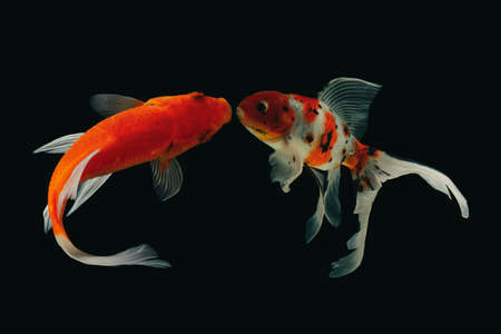 Koi fish Shiro Utsuri Koi fish Black background
