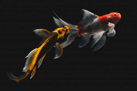 Koi fish Shiro Utsuri Koi fish Black backgroundの写真素材
