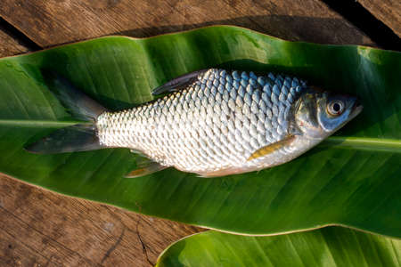 Oreochromis niloticus isolated or mossambicus fish
