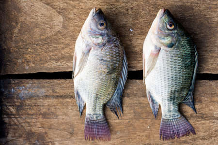 Oreochromis niloticus isolated or mossambicus fish