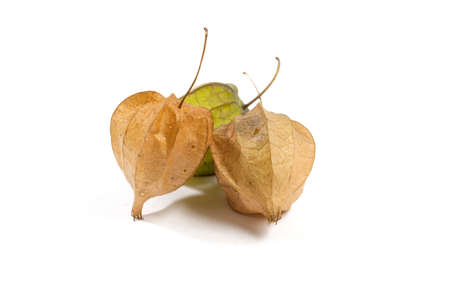 Flowers and fruits of Fisalis Physalis peruvianaの写真素材