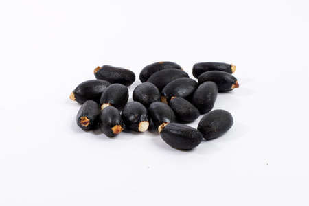 oil plant, Ricinus communis, medical plant