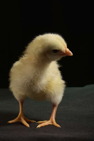 Cute chick with light bulb on black background