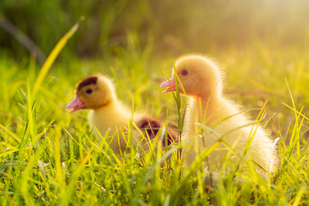 Cute ducklings in the morning on green grass backgroundの写真素材