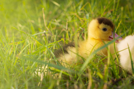Cute ducklings in the morning on green grass backgroundの写真素材