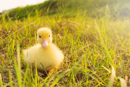 Cute ducklings in the morning on green grass backgroundの写真素材